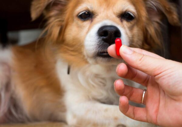 Meilleur cachet anti puce pour chiens en 2020 : Guide d&rsquo;achat