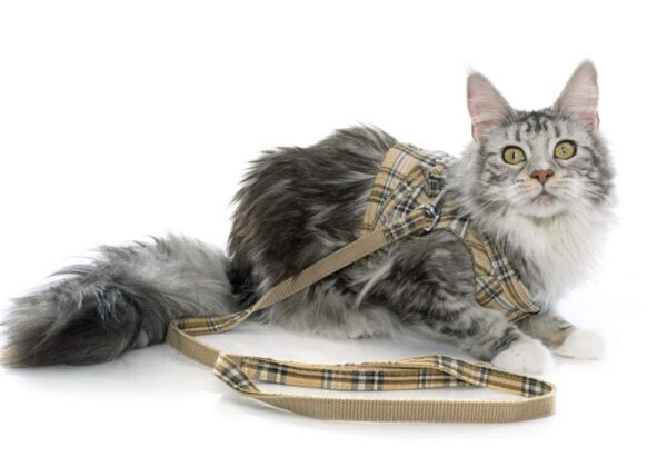 Meilleur harnais pour chat en 2020 : Guide d&rsquo;achat