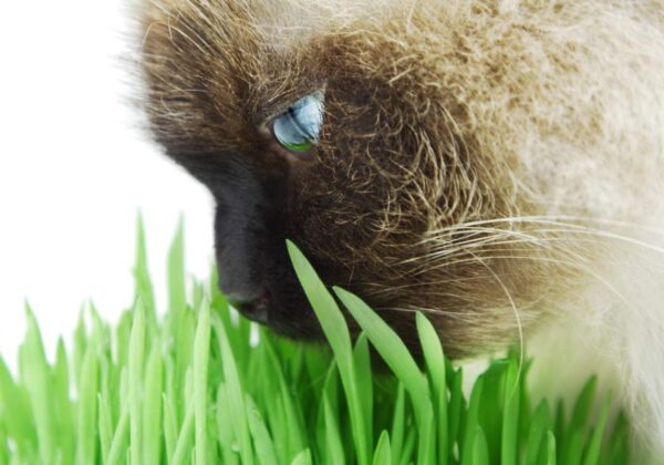 Meilleur répulsif pour chats en 2020 : guide d&rsquo;achat
