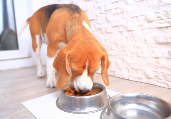 Meilleure huile de saumon pour chiens en 2020 : Guide d&rsquo;achat