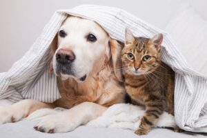 chat chien album photo